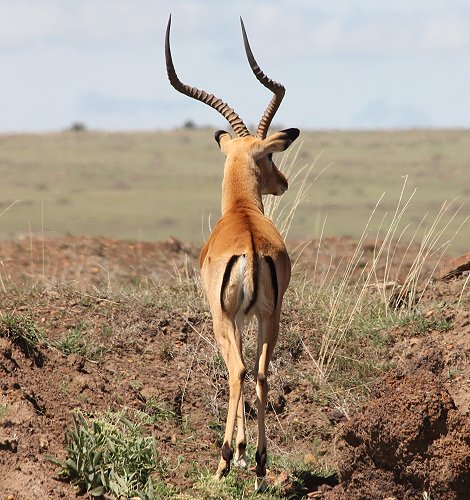 Impala
