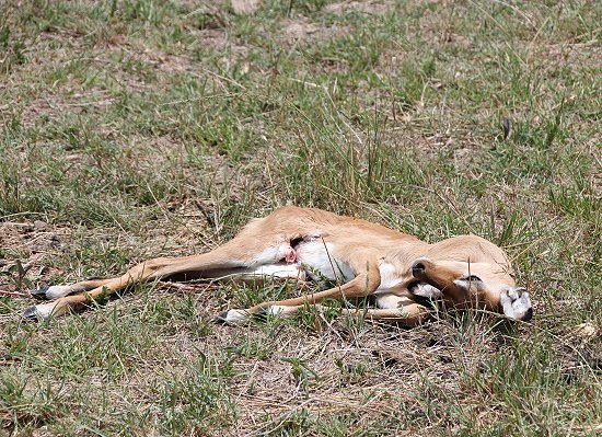 Kampfadler mit Impala Kitz