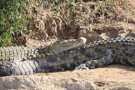 Nilkrokodil im Mara River
