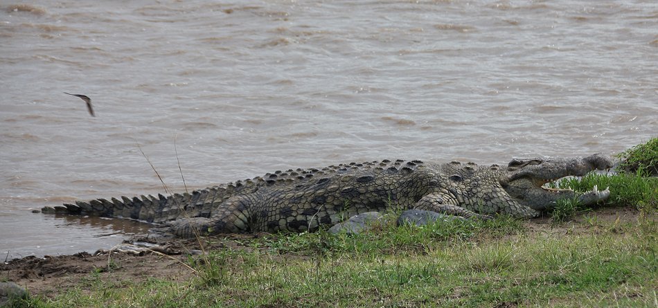 Nilkrokodil im Mara River