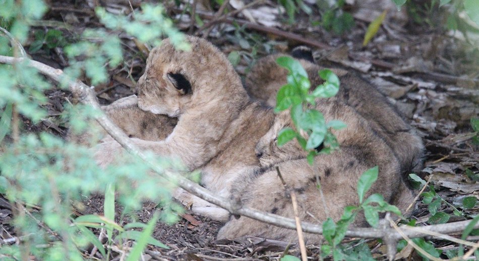 wenige Tage alte Löwen Babys, Masai Mara