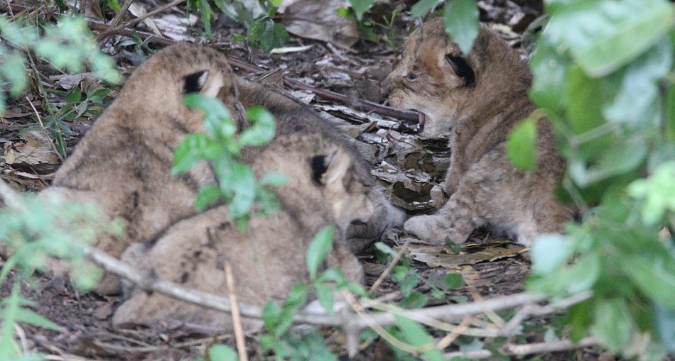 wenige Tage alte Löwen Babys, Masai Mara