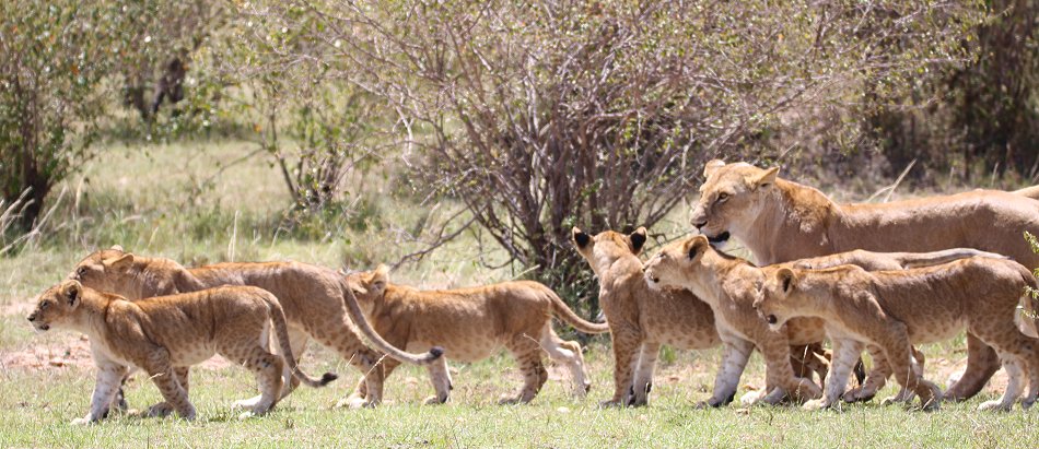 Löwen jagen Gnus, Enkuyanai Pride