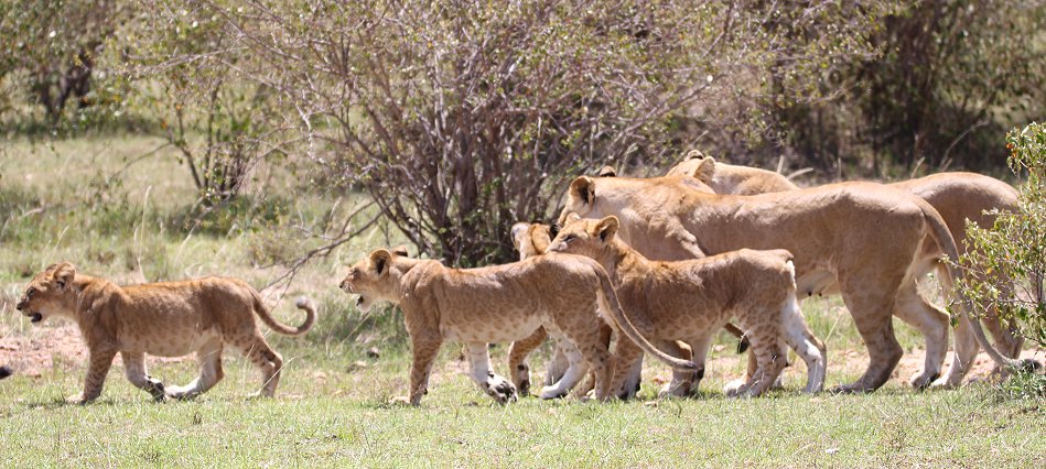 Löwen jagen Gnus, Enkuyanai Pride