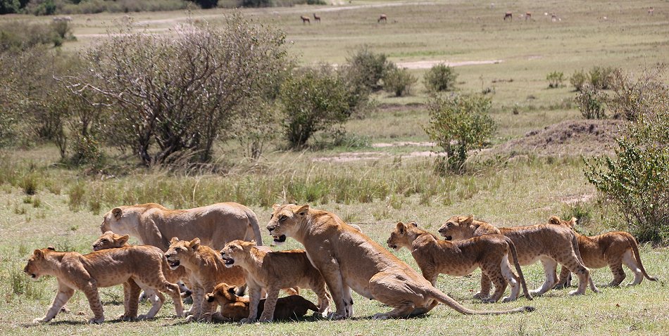 Löwen jagen Gnus, Enkuyanai Pride