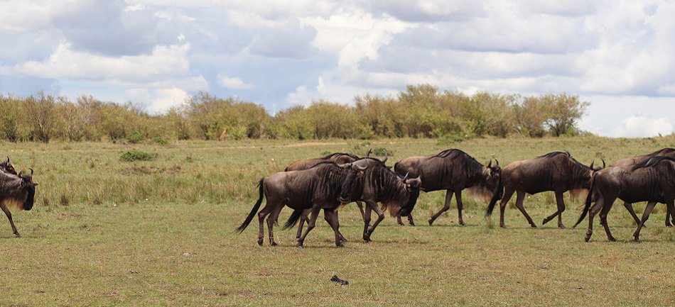 Löwen jagen Gnus, Enkuyanai Pride