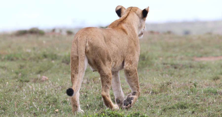 Löwen jagen Gnus, Enkuyanai Pride