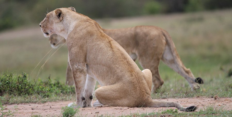 Löwen jagen Gnus, Enkuyanai Pride