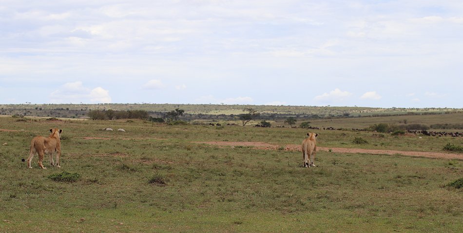 Löwen jagen Gnus, Enkuyanai Pride