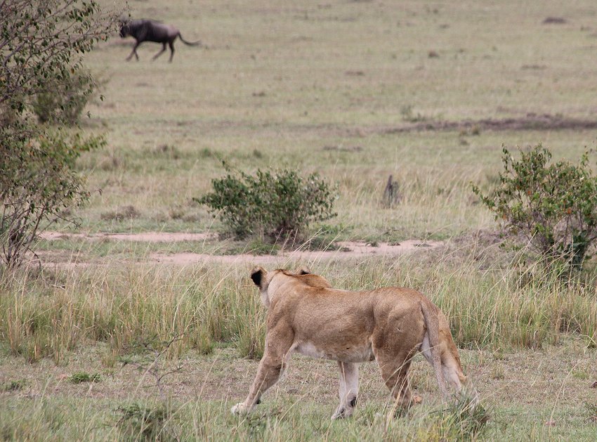 Löwen jagen Gnus, Enkuyanai Pride