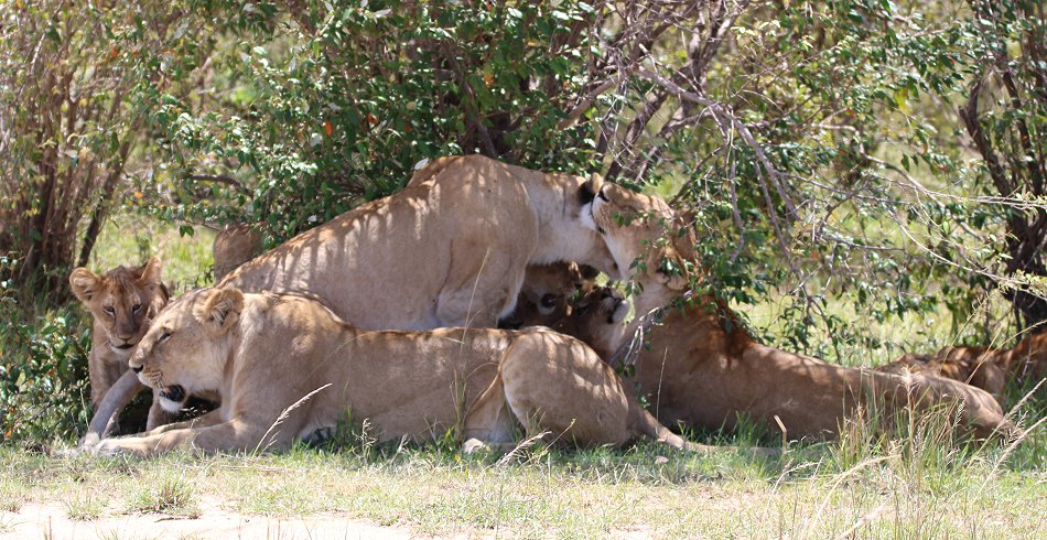 Löwen jagen Gnus, Enkuyanai Pride