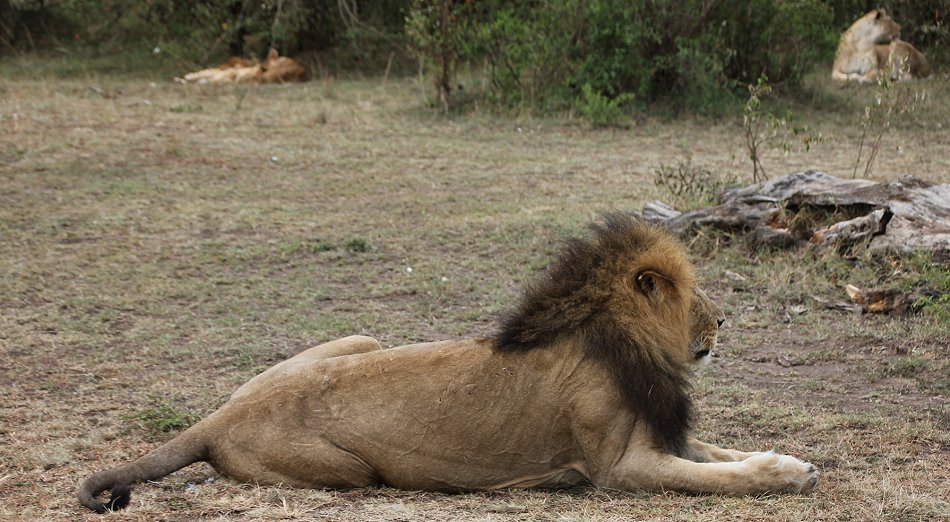 Löwen - Enkuyanai Pride