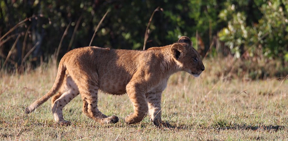 Enkuyanai Pride