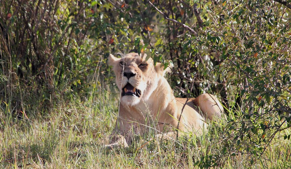 Enkuyanai Pride