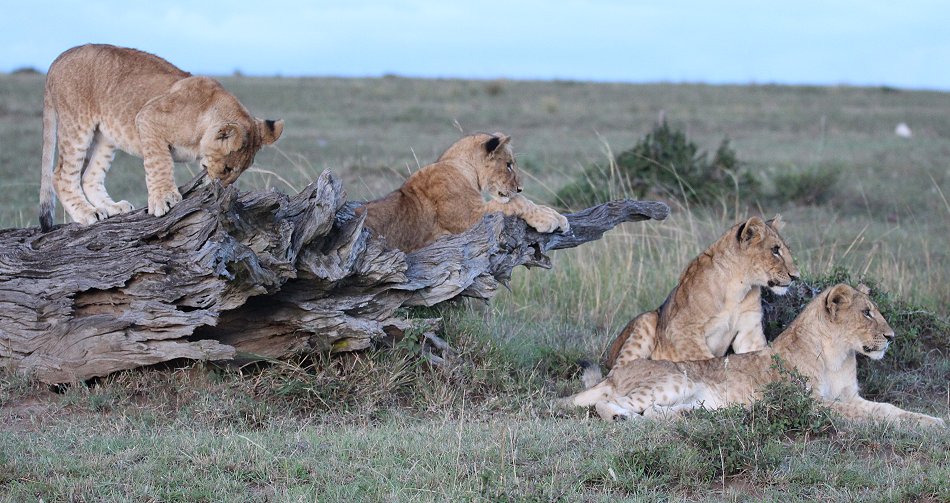 Löwen, Enkuyanai Pride