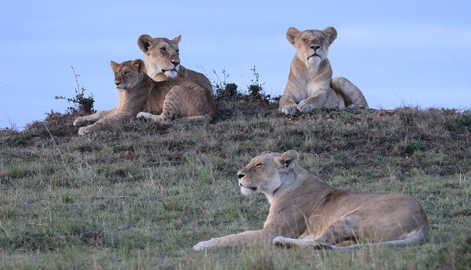 Löwen, Enkuyanai Pride