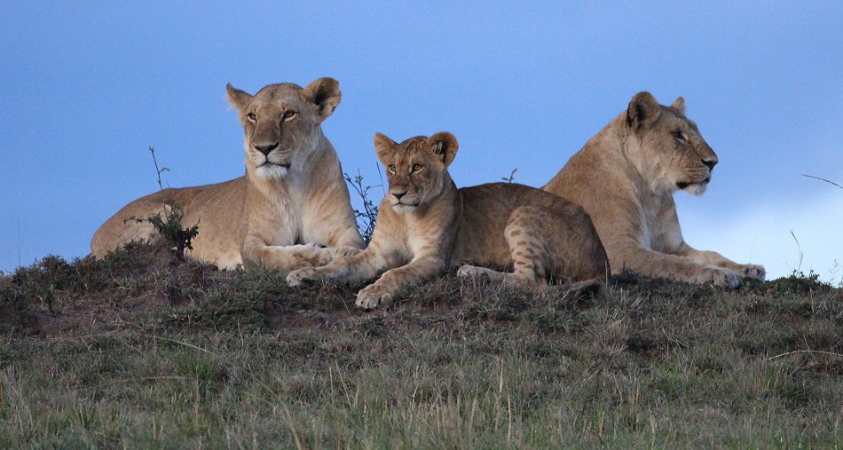 Löwen, Enkuyanai Pride