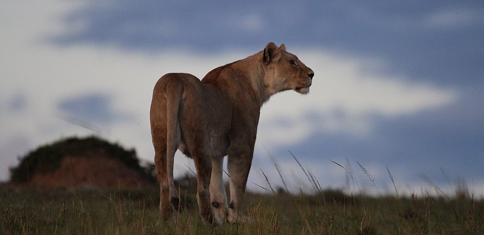 Löwen, Enkuyanai Pride