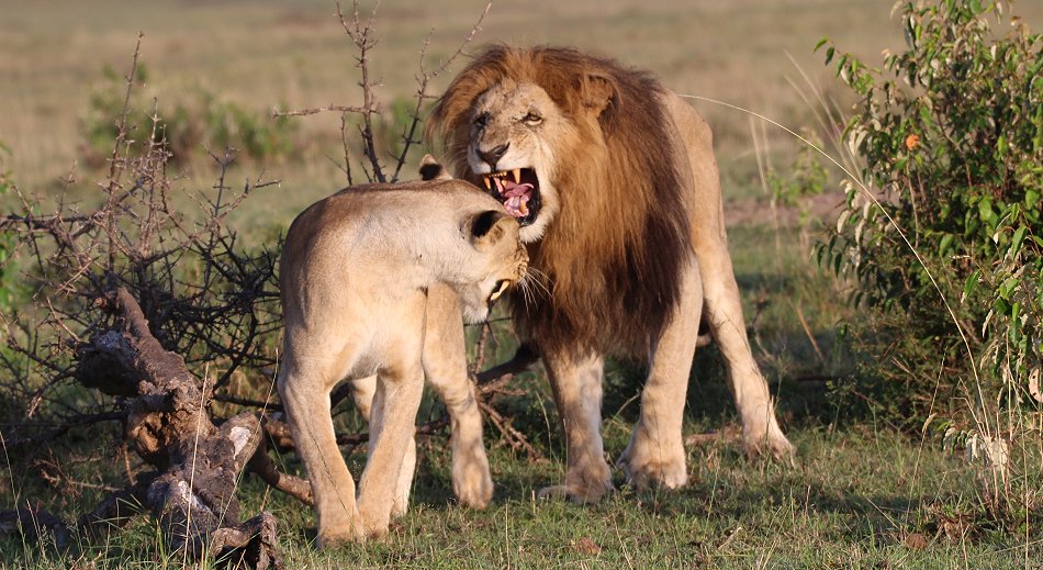 enkuyanai_pride