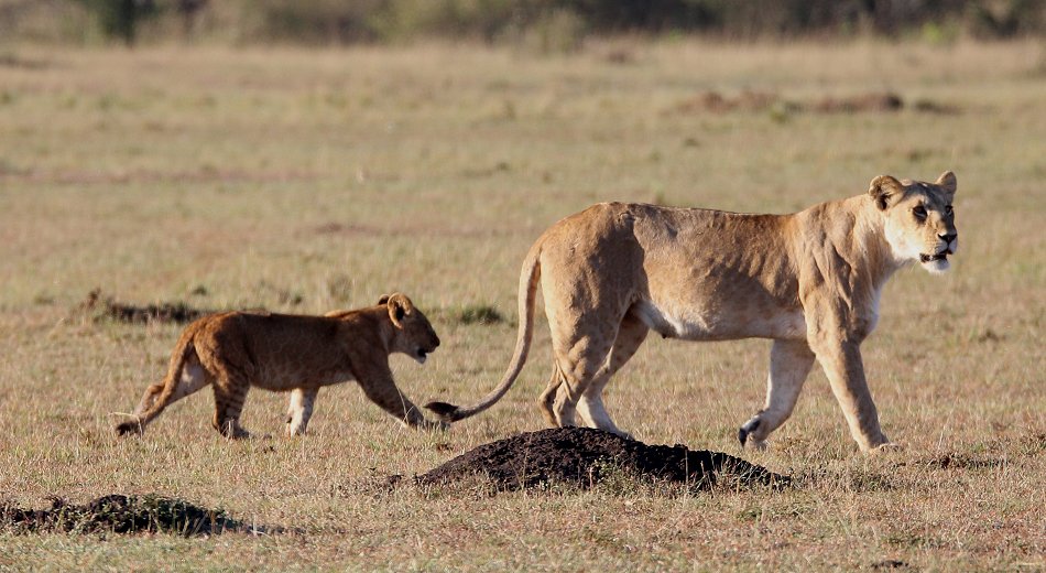Enkuyanai Pride