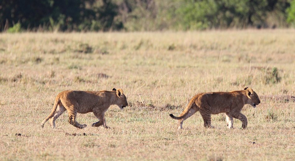 Enkuyanai Pride