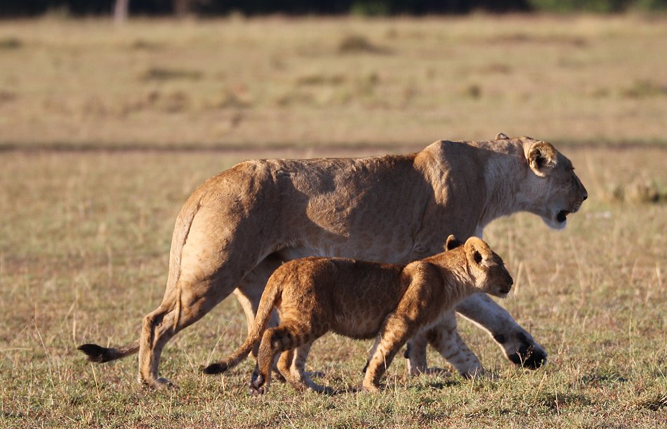 Enkuyanai Pride