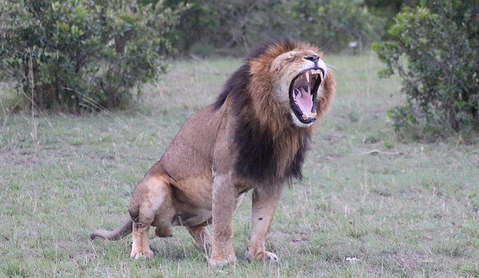 Löwe, Maridadi