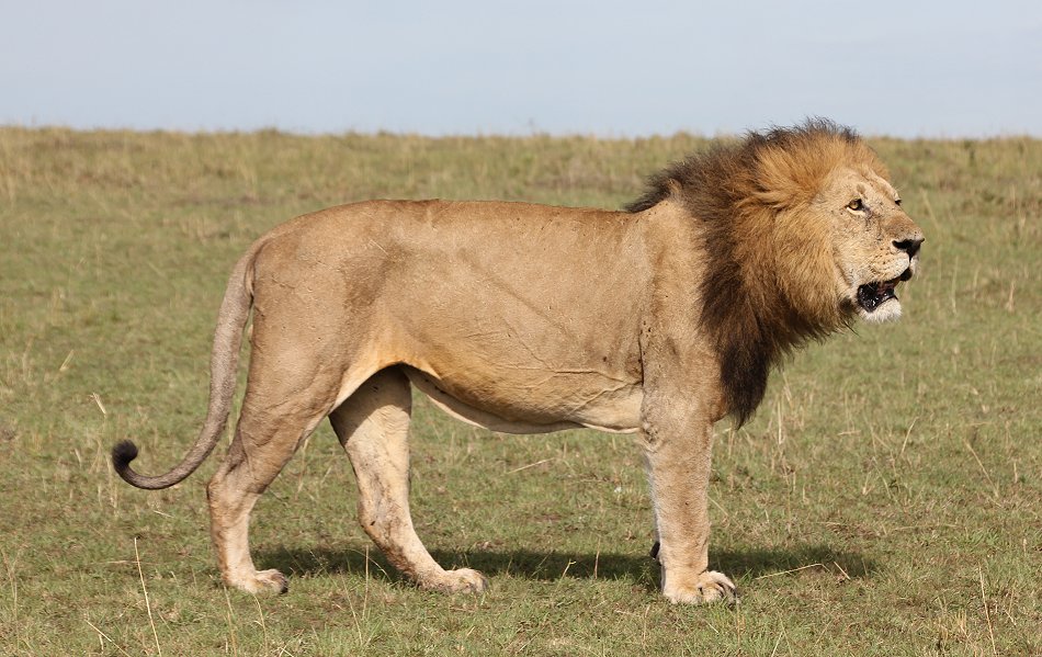 Löwen Paarung