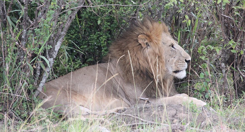 Six Pack Lion