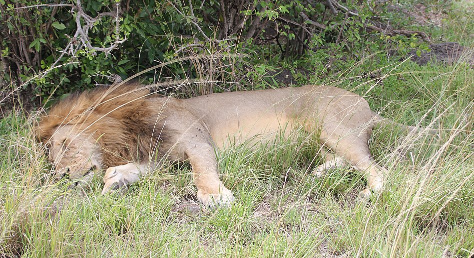 Six Pack Lion