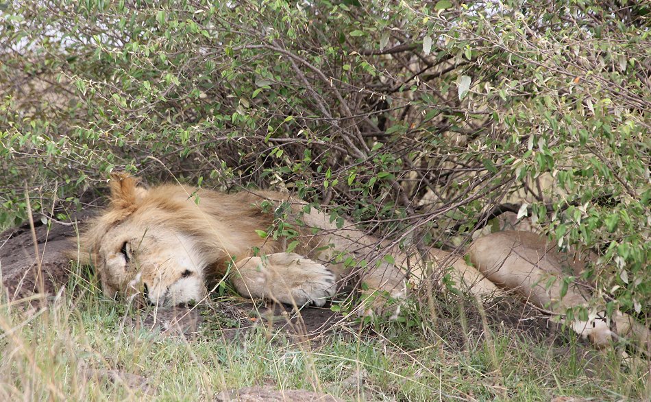 Six Pack Lion