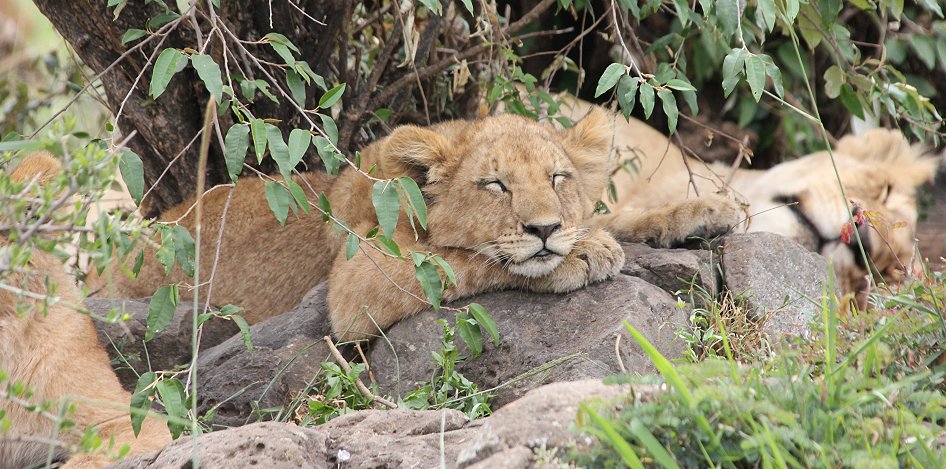Topi Pride, Löwen Rudel Masai Mara
