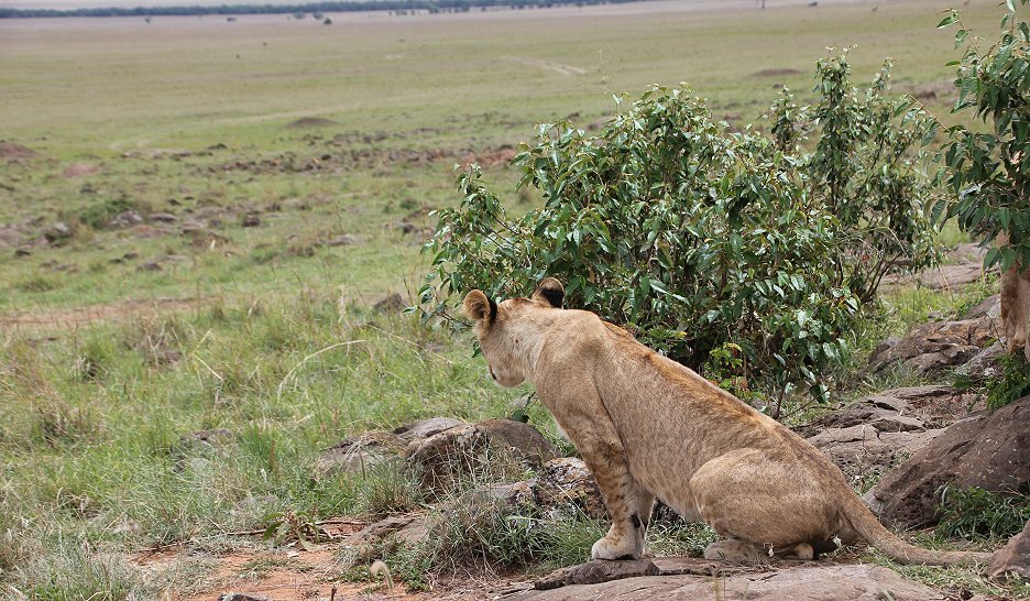 Topi Pride, Löwen Rudel Masai Mara