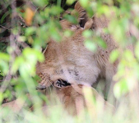 Löwin erlegt Topi Kalb