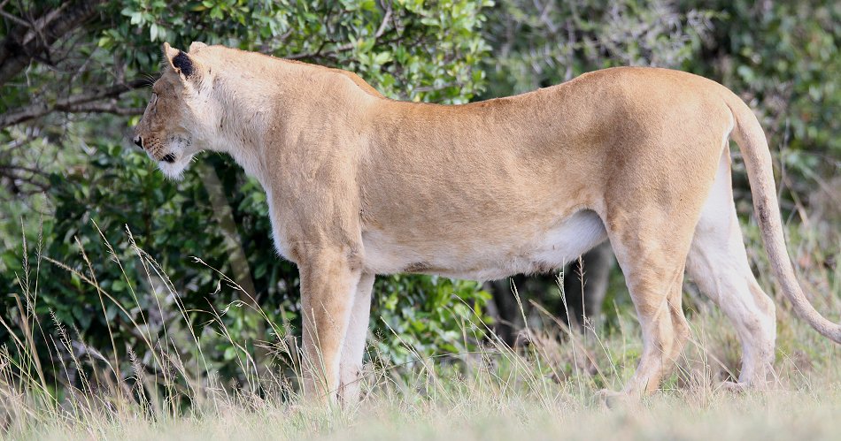 Löwin erlegt Topi Kalb