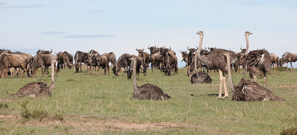 Speerboy and Notch 2, Löwen, Masai Mara