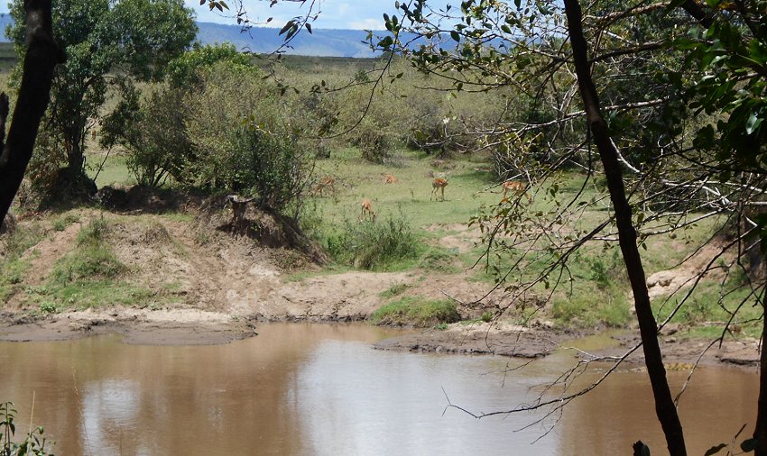 Mara Eden Safari Camp -  Mara River, Masai Mara