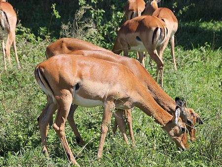 Nairobi National Park