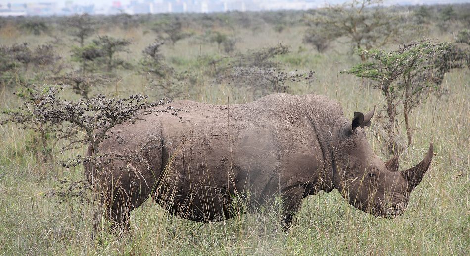 Weiße Nashörner im Nairobi National Park