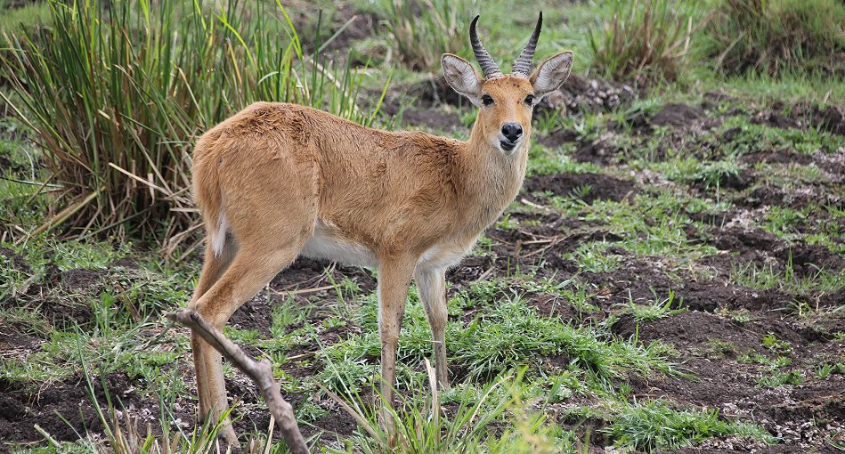 Riedbock am Mara River