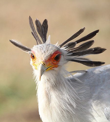 Sekretär