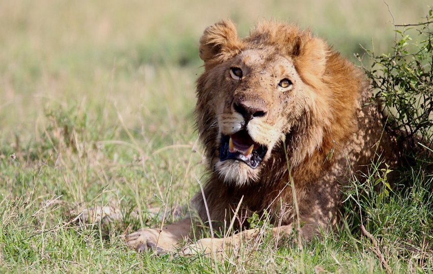 Speerboy and Notch 2, Masai Mara