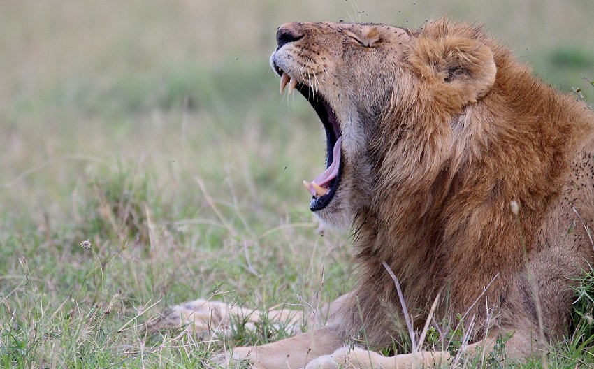 Speerboy and Notch 2, Masai Mara