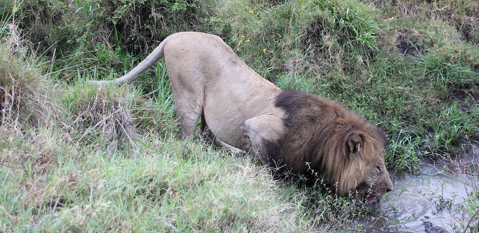 Speerboy and Notch 2, Löwen, Masai Mara