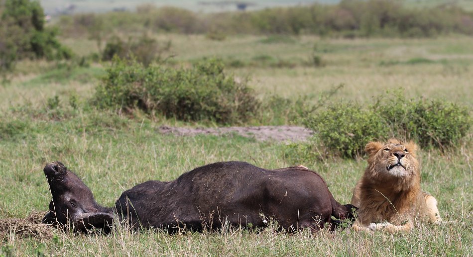 Speerboy, Löwe Masai Mara