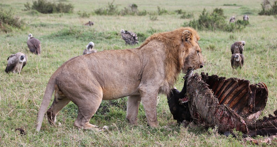 Speerboy and Notch 2, Löwen, Masai Mara