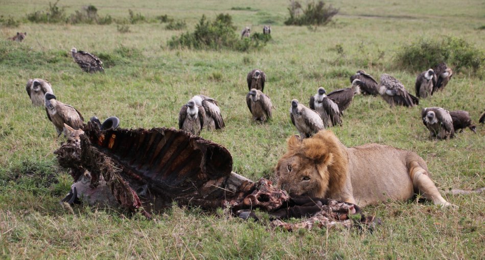 Speerboy and Notch 2, Löwen, Masai Mara