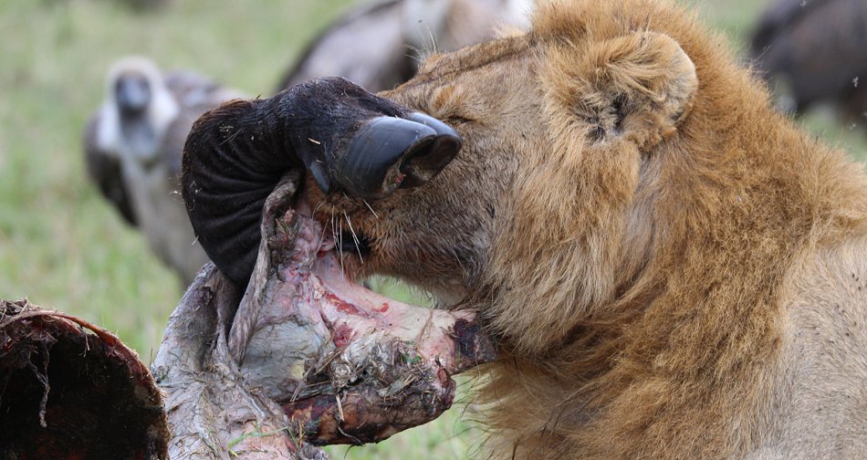 Speerboy and Notch 2, Löwen, Masai Mara