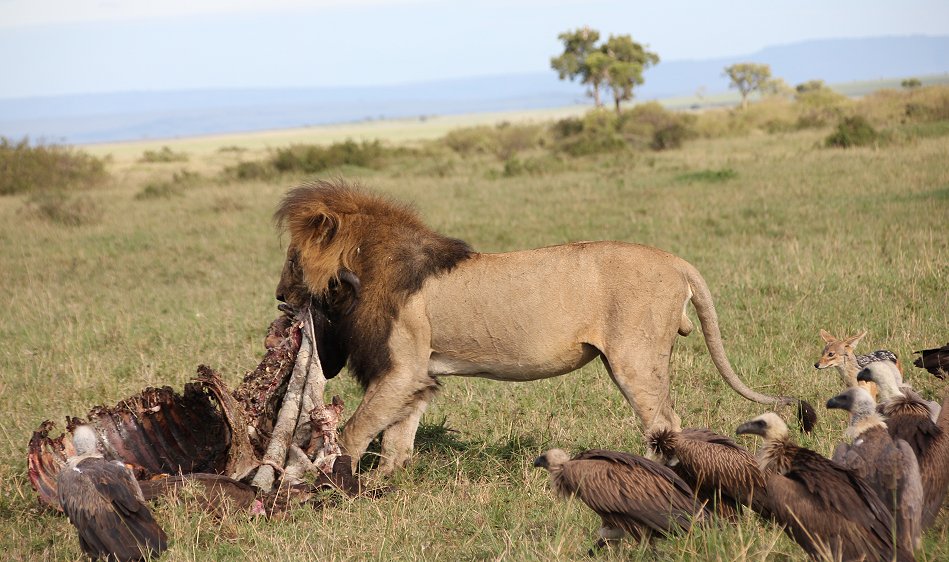 Speerboy and Notch 2, Löwen, Masai Mara