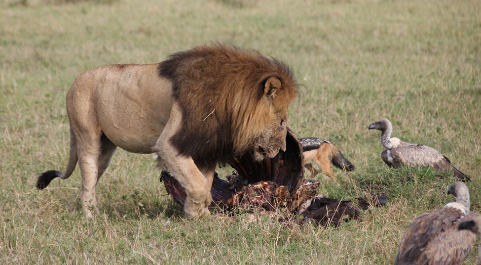 Speerboy and Notch 2, Löwen, Masai Mara